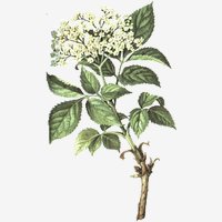 Holunder (Sambucus Nigra)